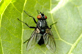 Blondelia nigripes