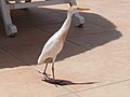 Kuhreiher Cattle Egret