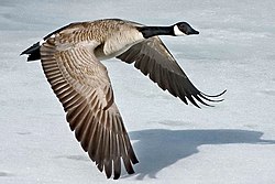 Canada goose