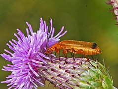 R. fulva. yandan görünüş