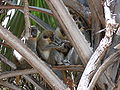 Grüne Meerkatzen Green Monkey