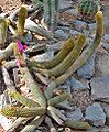Cleistocactus icosagonus