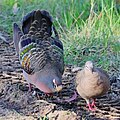 During courtship, the male bows his head to the female and fans his tail to show off his iridescent feathers.