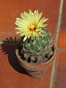 Coryphantha delicata