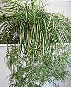 Chlorophytum comosum ("spider plant")