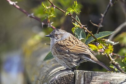 Dunnock Prunella modularis England, UK