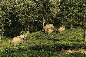 Elephants in the forest in Nilambur