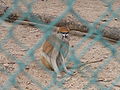 Husarenaffe Patas Monkey