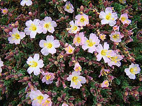 Flowers of Frankenia chilensis