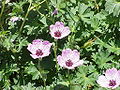 Radiärsymmetrische Blüten von Geranium cinereum