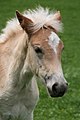 pl:Haflinger