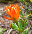 Lampranthus glaucoides