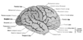 Lateral view of the human cerebral hemispheres illustrating the principal sulci and lobes.