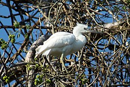 Madagaskarzilverreiger