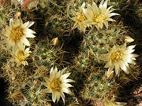 Mammillaria prolifera