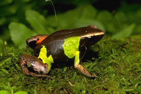 Mantella pulchra