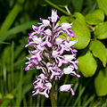 Helmknabenkraut (Orchis militaris) Blütendetail