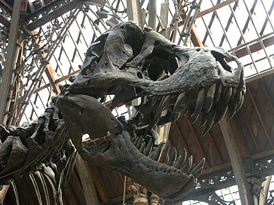 Tyrannosaurus rex, one of the exhibits on display at the Pitt Rivers Museum. Founded in 1884 by Augustus Pitt Rivers, the museum holds about 500,000 items donated to the University relating to archaeology and anthropology.