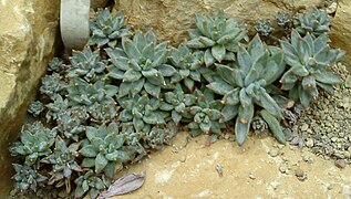 Pachyphytum longifolium