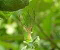 Juveniles Exemplar der Gattung Peucetia während einer Häutung