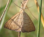 Polypogon tentacularia – Oberseite