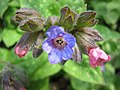 Tüdőfű (Pulmonaria officinalis)