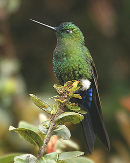 Zafírfarkú pamacslábú-kolibri (Eriocnemis luciani)