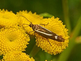 Scythris heinemanni