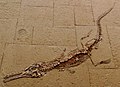 Steneosaurus