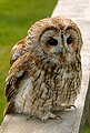 Tawny owl.