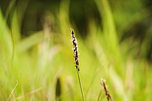 Seedhead close up