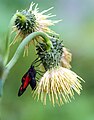 2814 Hornklee-Widderchen auf Kleb-Kratzdistel