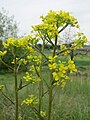 Hockenheimer Rheinbogen, Mai 2017