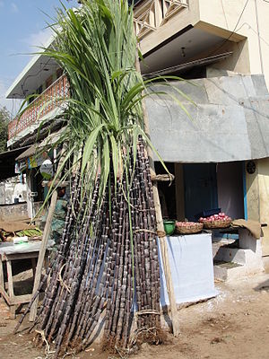 Sugarcane