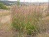 Big Bluestem