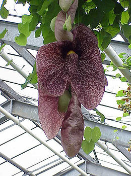 Aristolochia gigantea