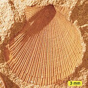 Ohio, Wooster'daki Logan Formasyonu'nda (iç küfü, Alt Karbonifer'e tarihlenmektedir) bulunan bir çift kabuklu olan Aviculopecten subcardiformis