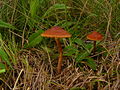 !! Cortinarius sanguineus!!