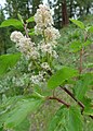 Ceanothus sanguineus