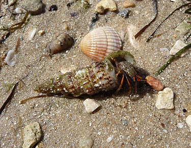 Clibanarius erythropus (Decapoda: Diogenidae)