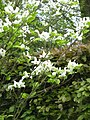 Cornus florida