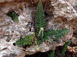 Cosentinia vellea