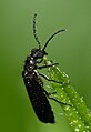 Ólmos lágybogár (Dasytes plumbeus) (Sziklaibogár-félék)