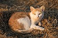 Image 2Cat lying on rice straw