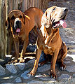 Modern Fila Brasileiro