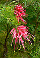 Grevillea lanigera 'Coastal Gem'