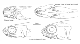 Hymenocephalus gracilis