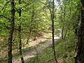 Wanderweg durch den Königsforst