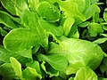 Romaine Lettuce: (Xà lách Romaine)