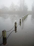 Birds sitting on poles in the Long Water